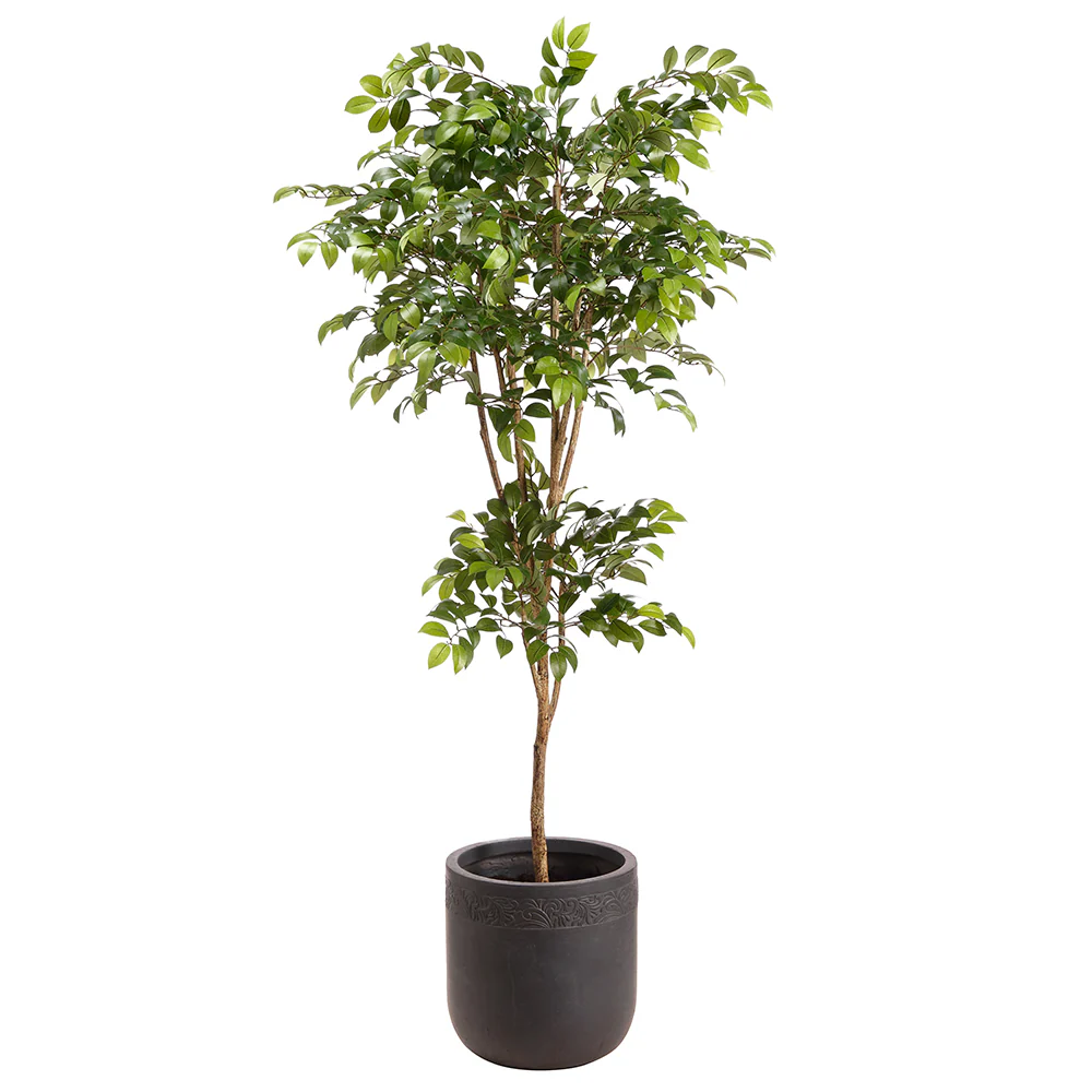 6'6" Silk Sakaki Tree w/Clay Planter -Green