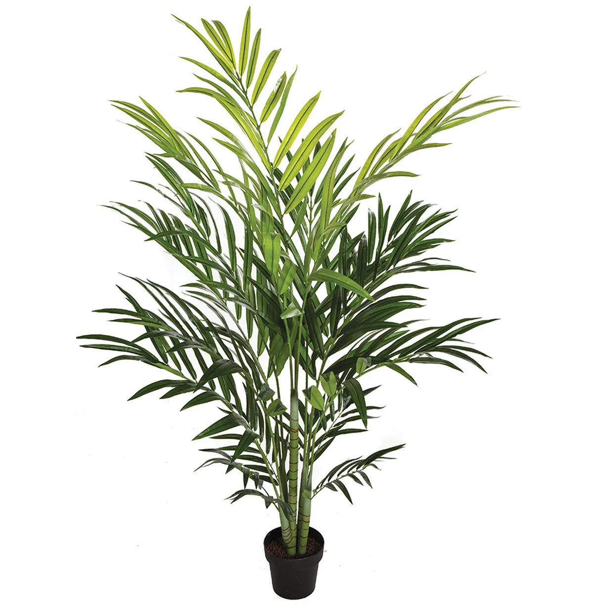 6'6" Soft-Touch Kentia Silk Palm Tree w/Pot -Green