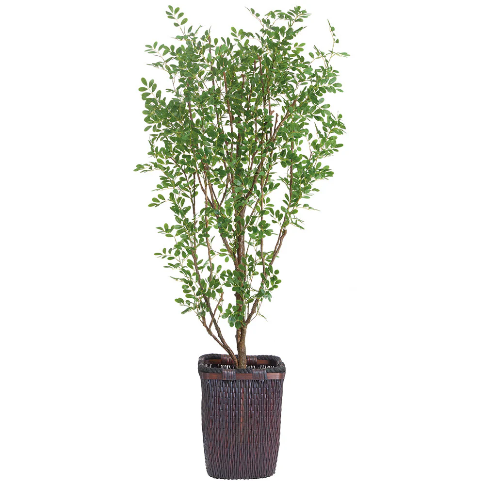 6'8"Hx36"W Cinamomo Chinaberry Silk Tree w/Basket -Green