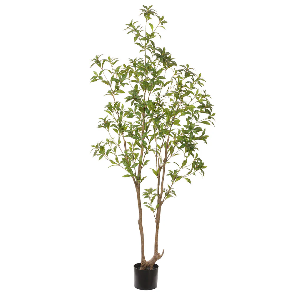 6'9" Pieris Japonica Silk Tree w/Pot -Green