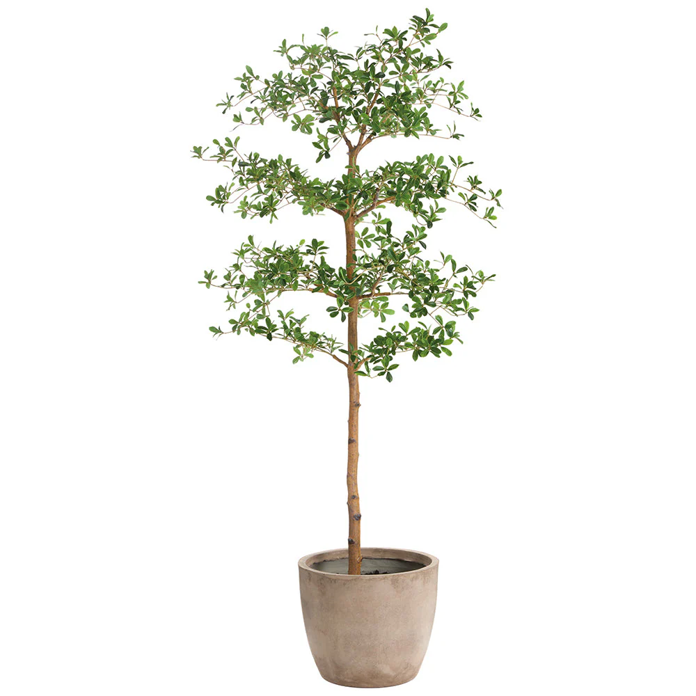 6'Hx36"W Shady Lady Olive Silk Tree w/Cement Planter -Green