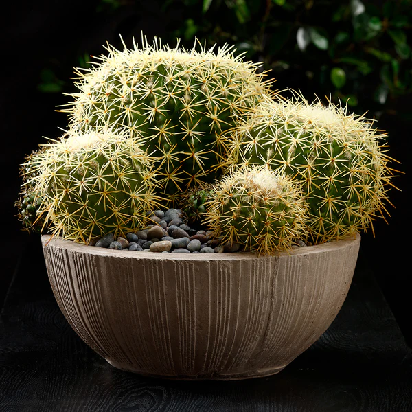 7" Barrel Cactus Artificial Stem Pick -Green (Pack of 24) - Image 2