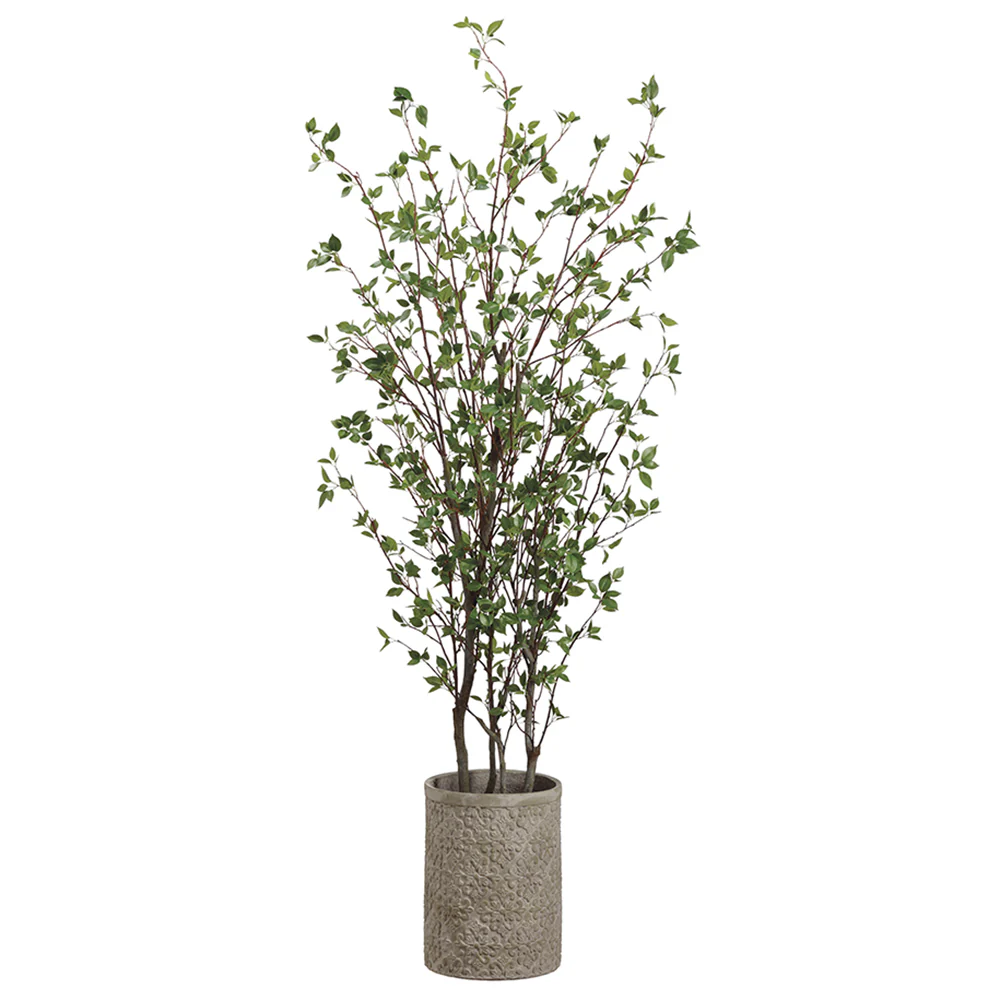 7' Cornus Silk Tree w/Fiber Clay Planter -Green
