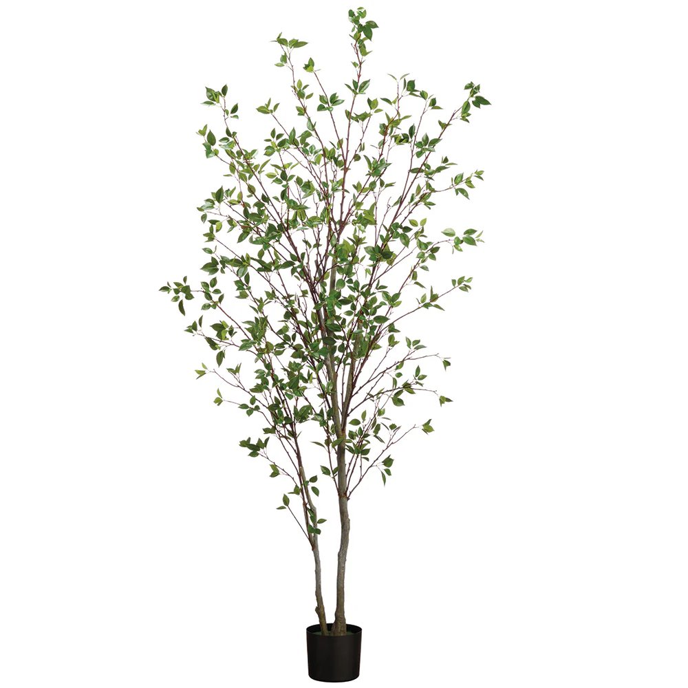 7' Cornus Silk Tree w/Pot -Green (Pack of 2)
