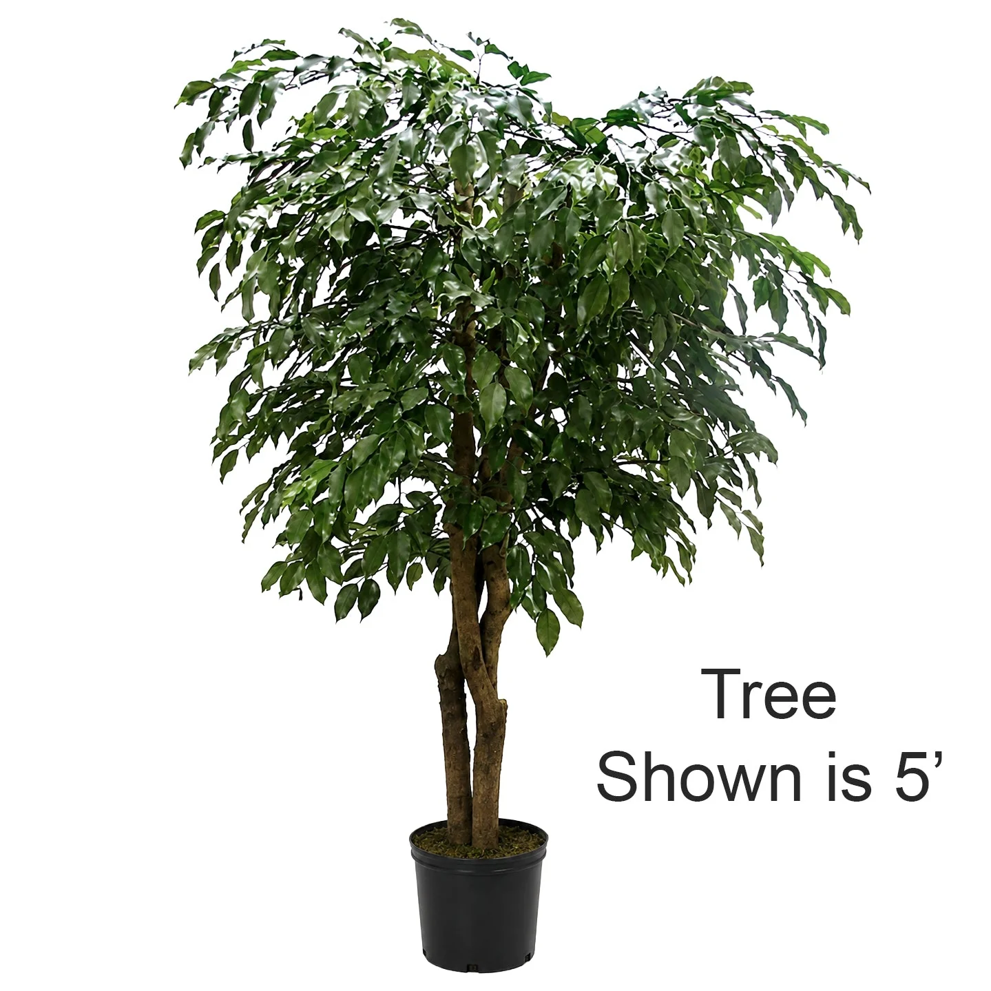 7' Custom-Made Outdoor UV-Proof Artificial Ficus Tree -2,646 Leaves w/Pot -Green
