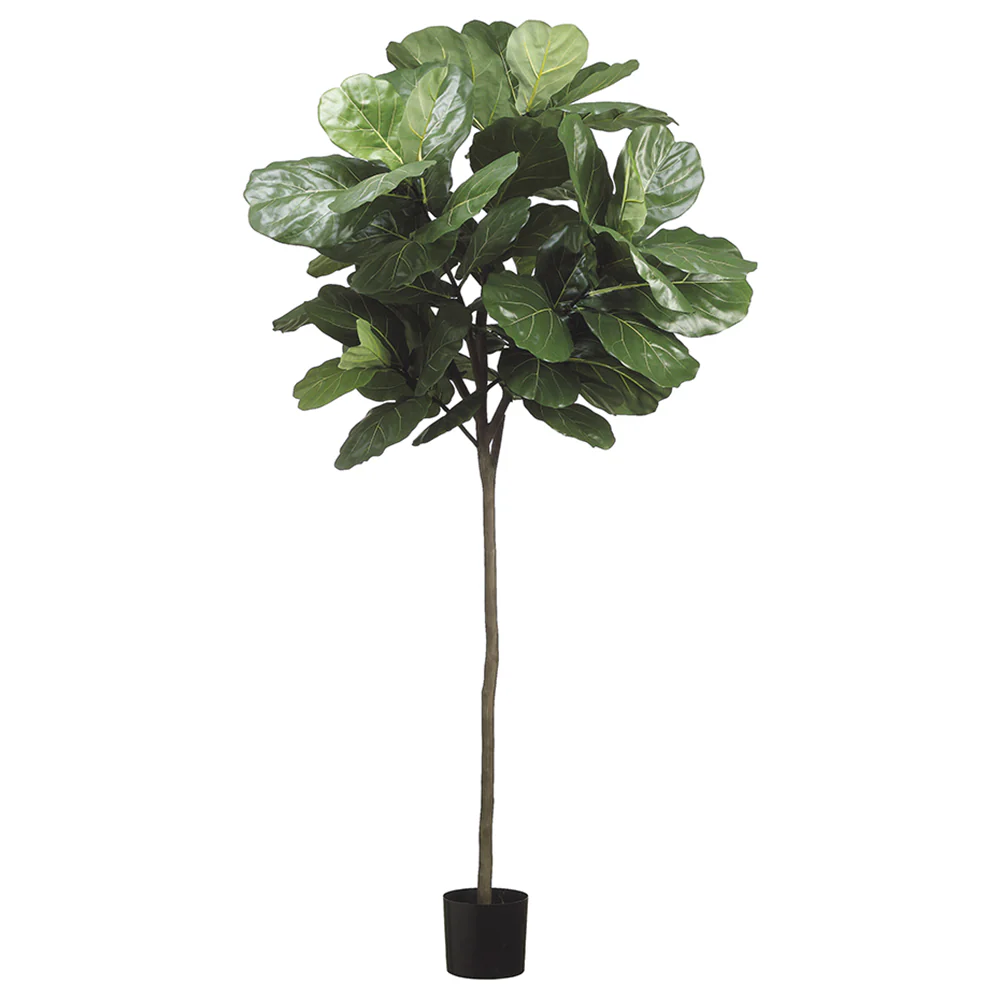 7' Fiddle Leaf Fig Silk Tree w/Pot -Green (Pack of 2)