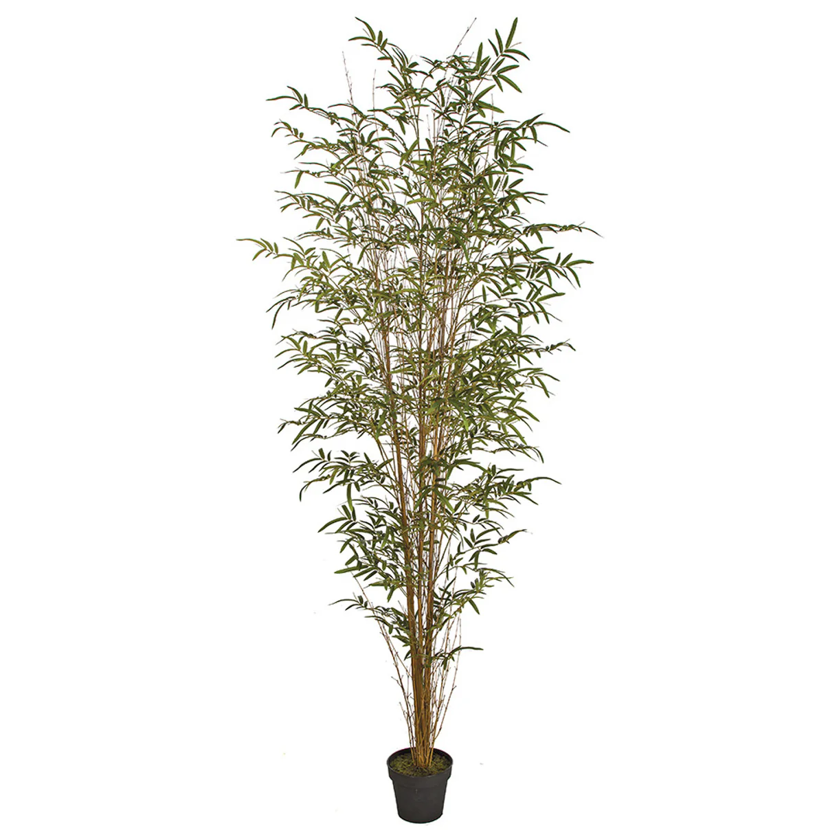 7' Natural Cane Reed Bamboo Silk Palm Tree w/Pot -Green