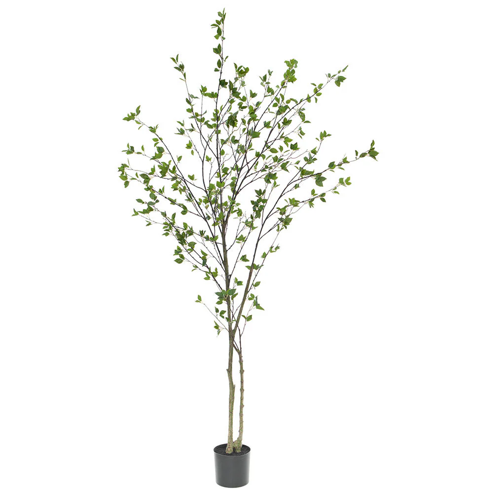 7'10" Black Olive Silk Tree w/Pot -Green (Pack of 2)