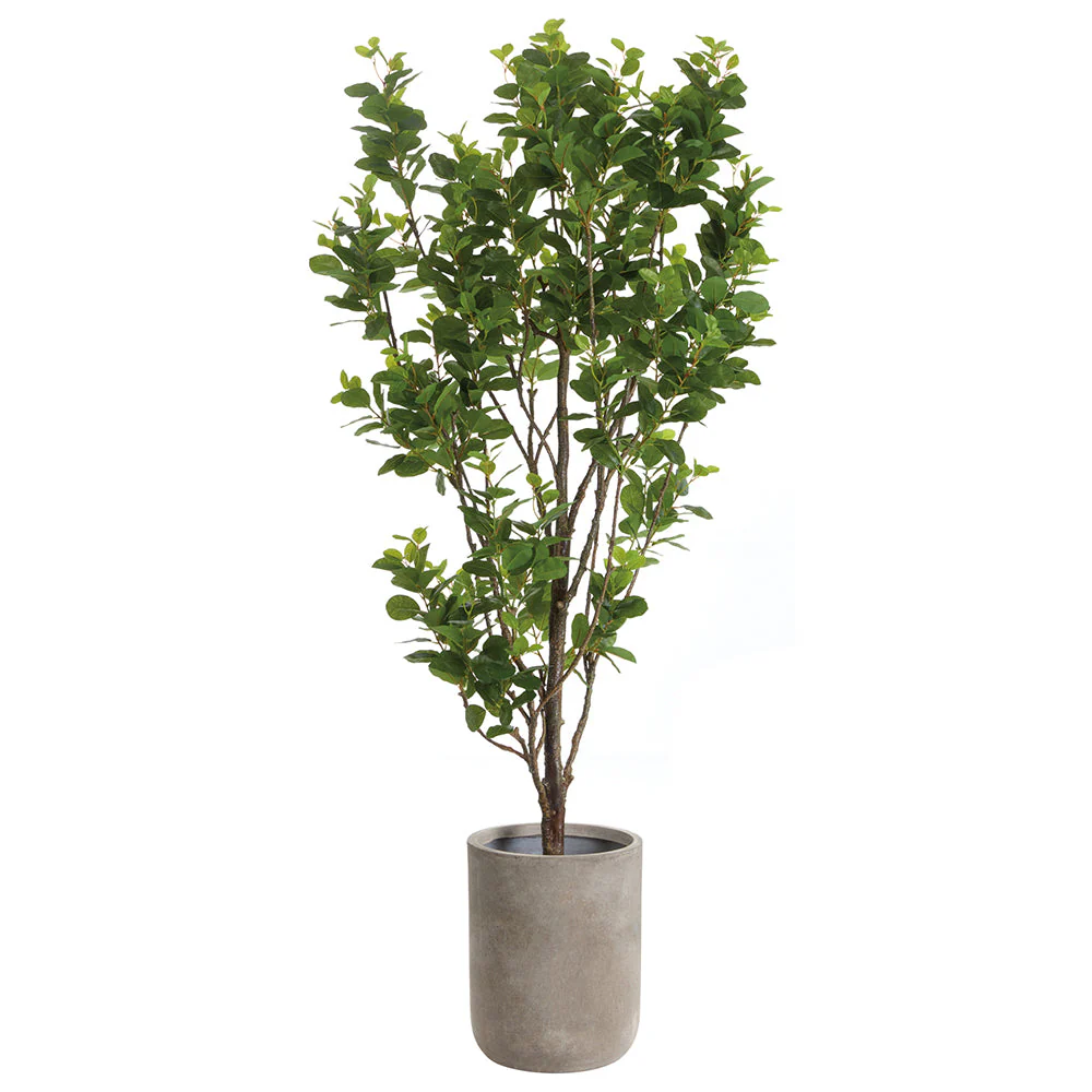 7'1"Hx34"W Chinese Banyan Silk Tree w/Cement Pot -Green