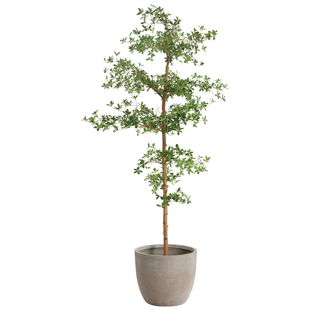 7'6"Hx36"W Shady Lady Olive Silk Tree w/Cement Planter -Green