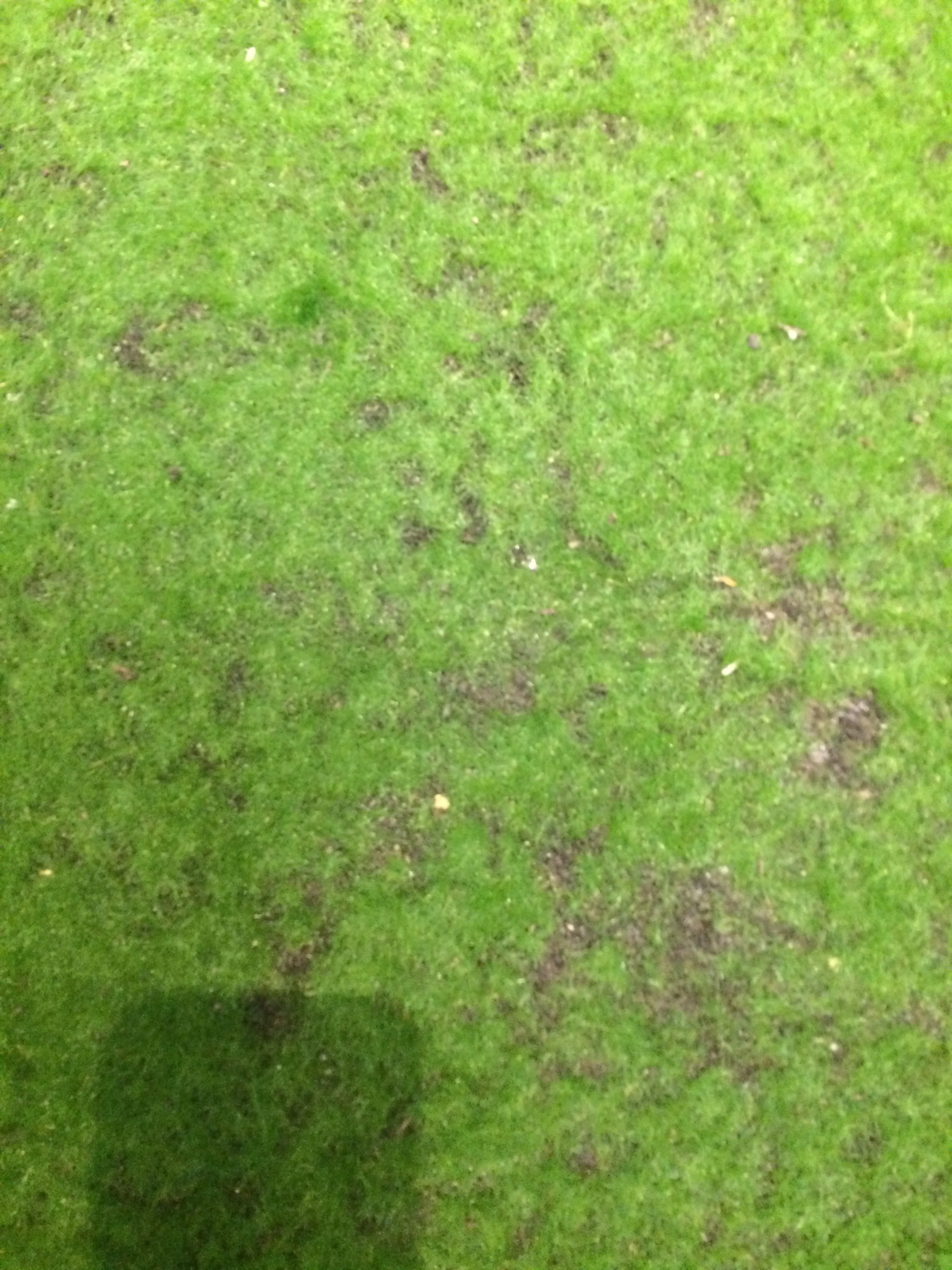 78"x19.5" Moss Artificial Mat -Green (Pack of 2) - Image 3