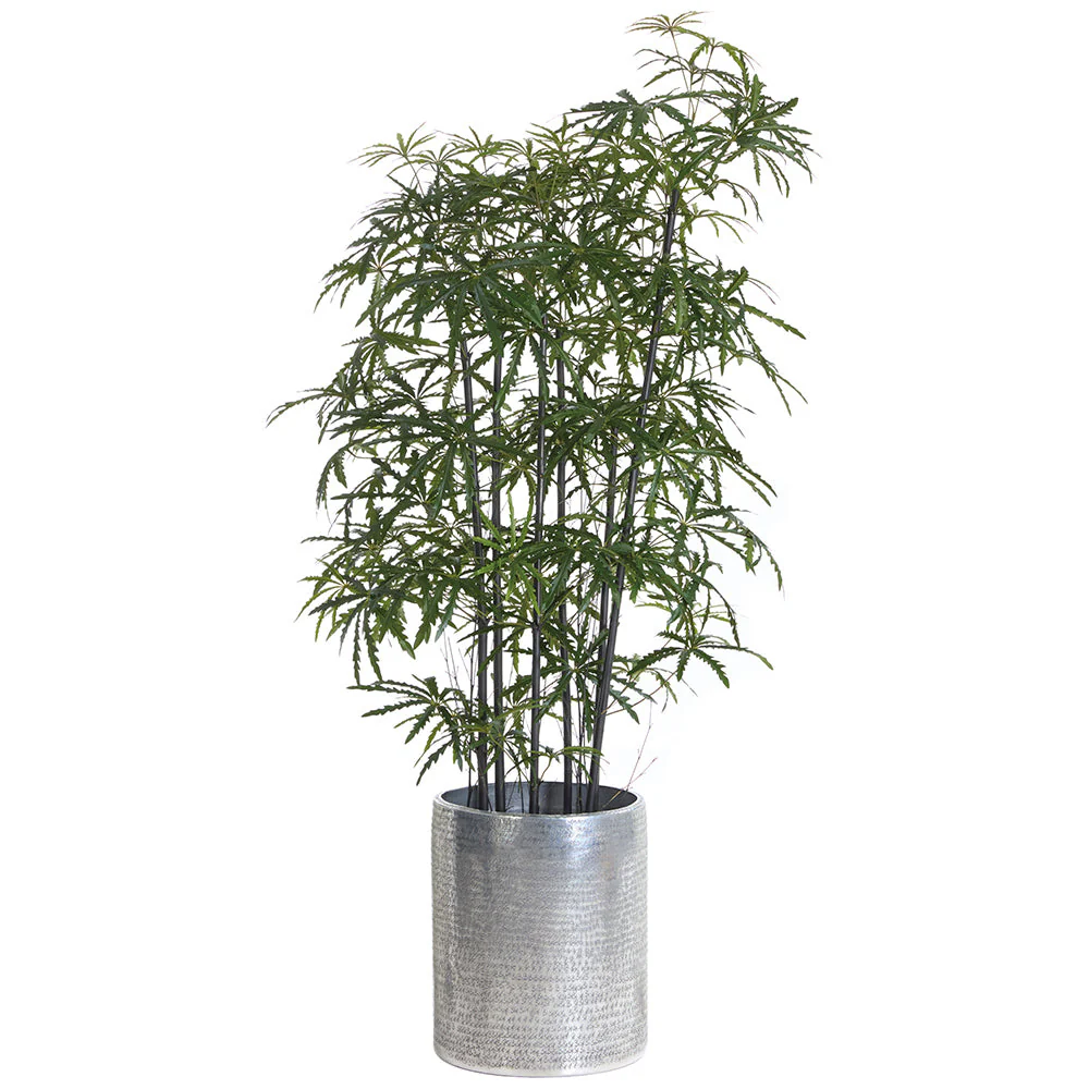 7'Hx46"W Ming Aralia Silk Tree w/Metal Planter -2 Tone Green