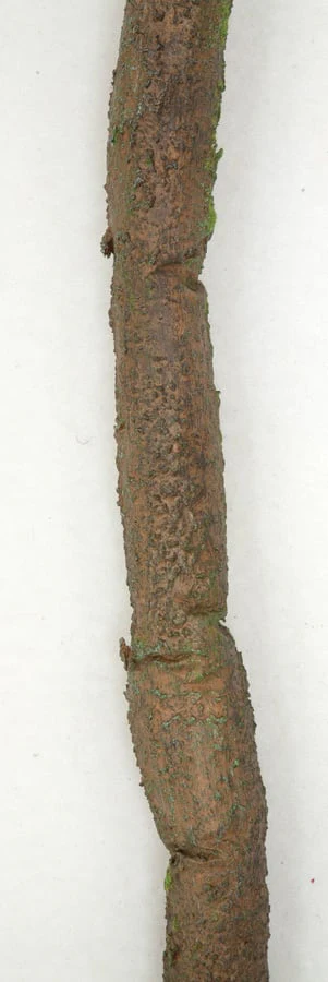 7'x1.5" Artificial Jungle Vine -Brown/Green (Pack of 6) - Image 3