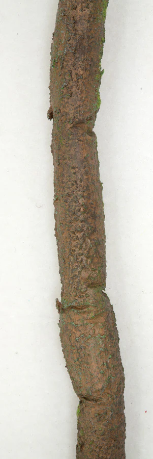 7'x1.5" IFR Artificial Jungle Vine -Brown/Green (Pack of 6) - Image 3
