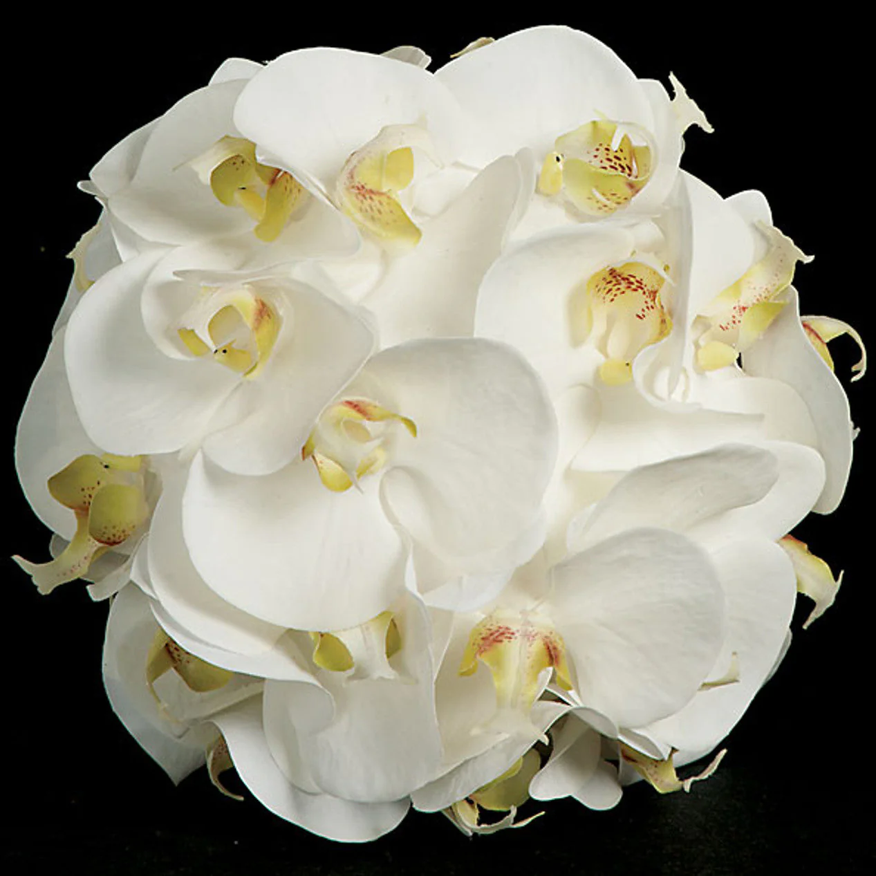 8.5" Silk Phalaenopsis Orchid Kissing Flower Ball -Cream (Pack of 2)