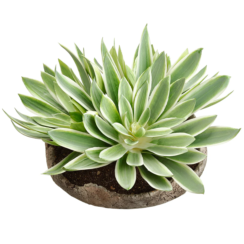 8" Artificial Echeveria Succulent Plant w/Cement Pot -Green/Cream (Pack of 2)