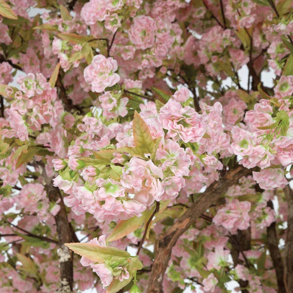 8' Cherry Blossom Silk Tree w/Pot -Pink - Image 2