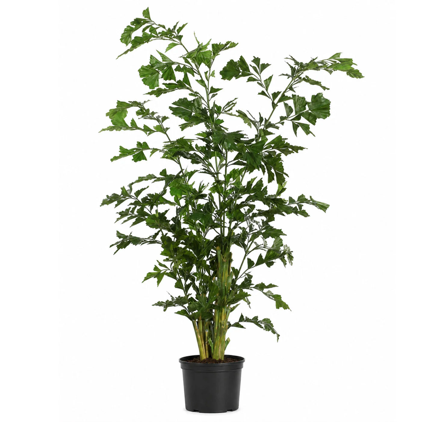 8' Fishtail Artificial Palm Tree w/Pot -Green