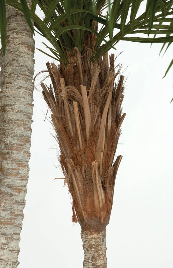 8'6" Phoenix Double Trunk Silk Palm Tree w/Pot -Green - Image 3