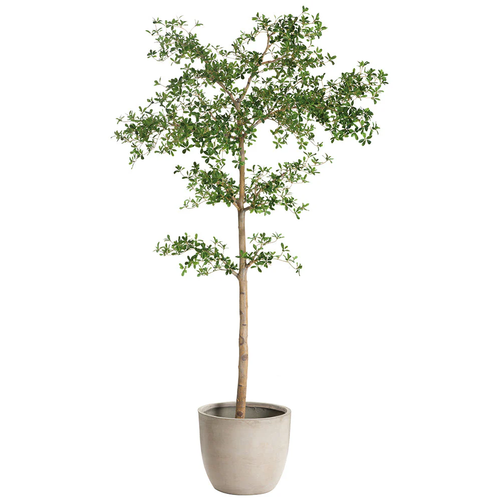 8'6"Hx48"W Shady Lady Olive Silk Tree w/Cement Planter -Green