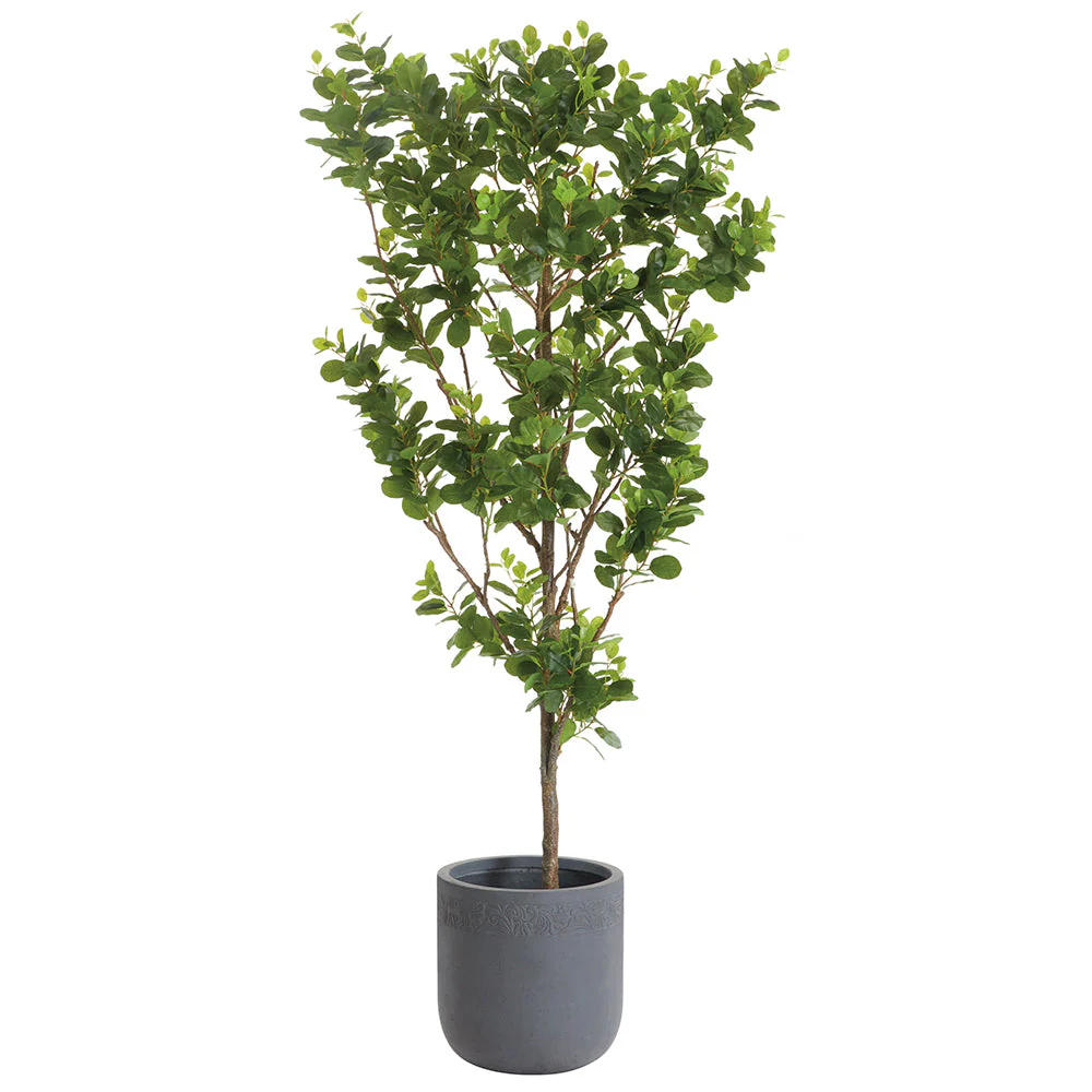 8'Hx48"W Chinese Banyan Silk Tree w/Clay Planter -Green