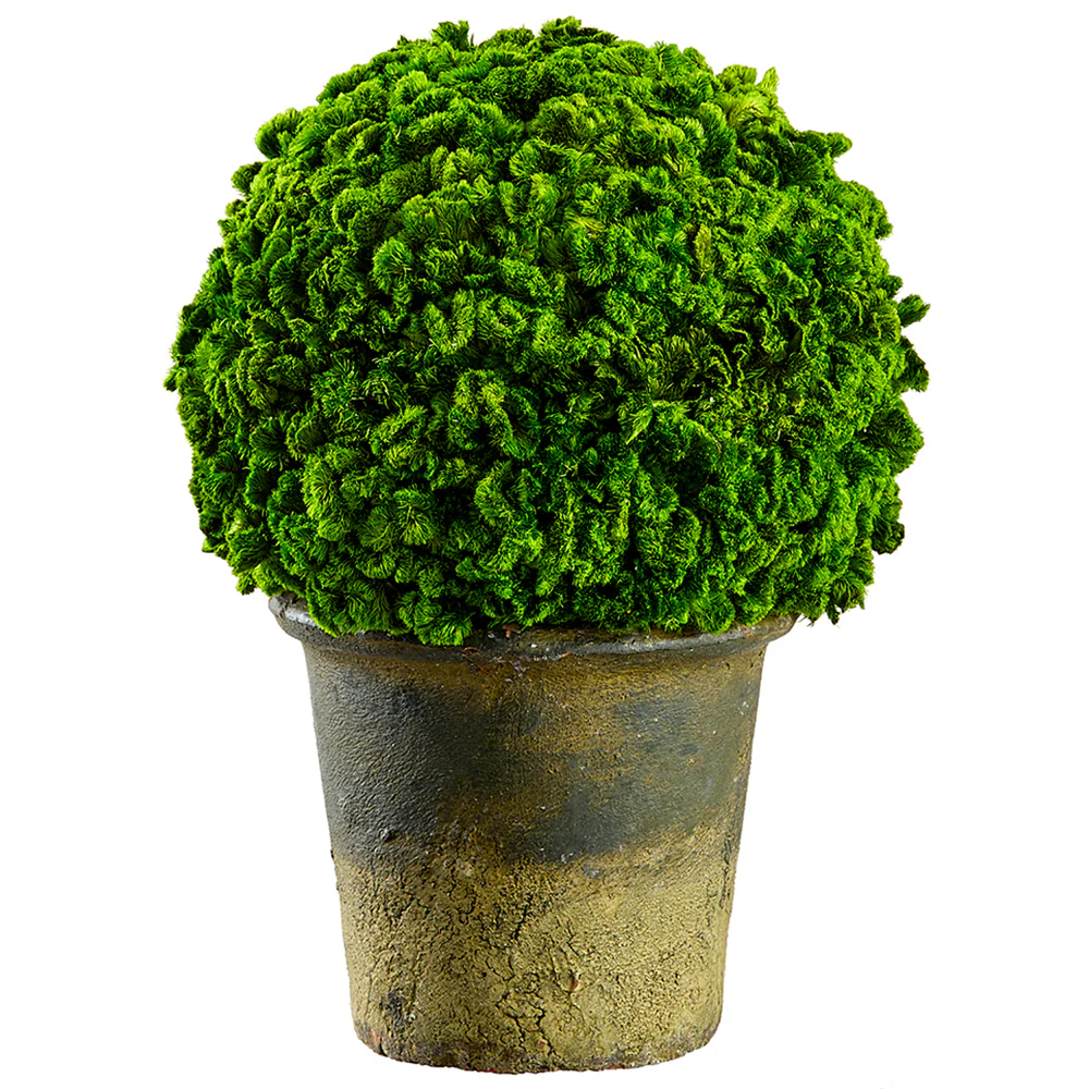 9.8" Preserved Celosia Ball-Shaped Topiary w/Pot -Green