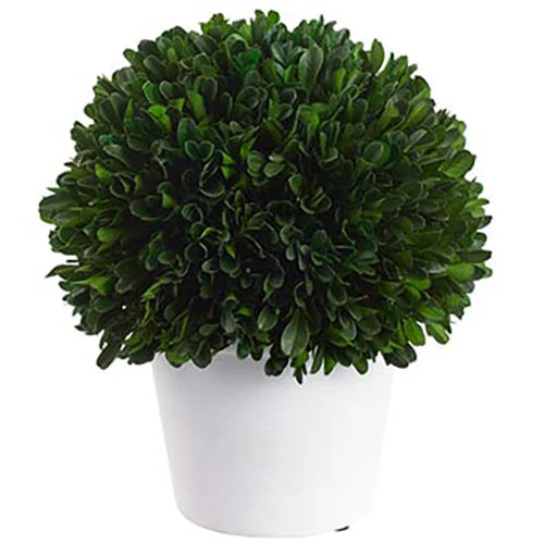9" Preserved Boxwood Ball-Shaped Topiary w/Pot -Green