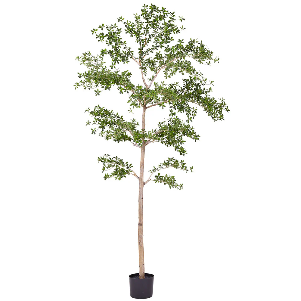 9' Shady Lady Olive Silk Tree w/Pot -Green