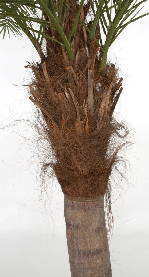 9'6" Curved Phoenix Silk Palm Tree w/Metal Base -Green - Image 4
