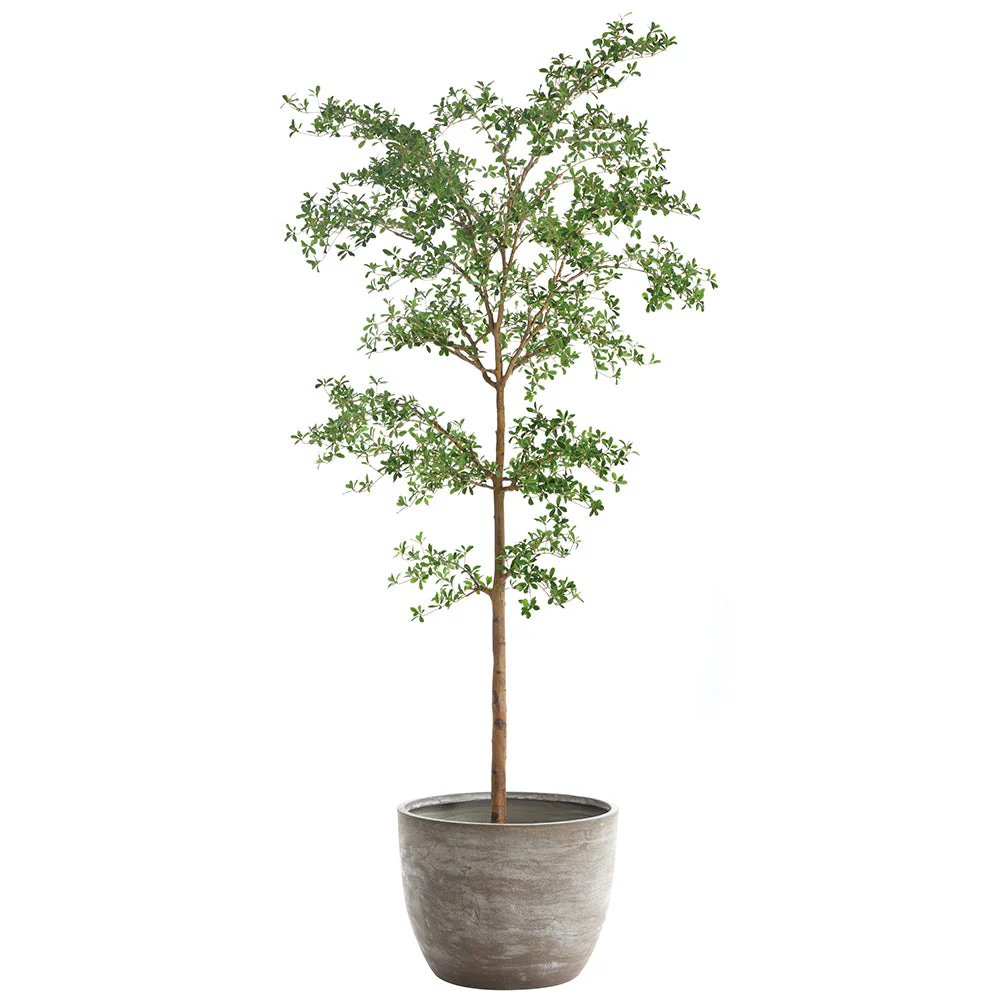 9'6"Hx48"W Shady Lady Olive Silk Tree w/Cement Planter -Green
