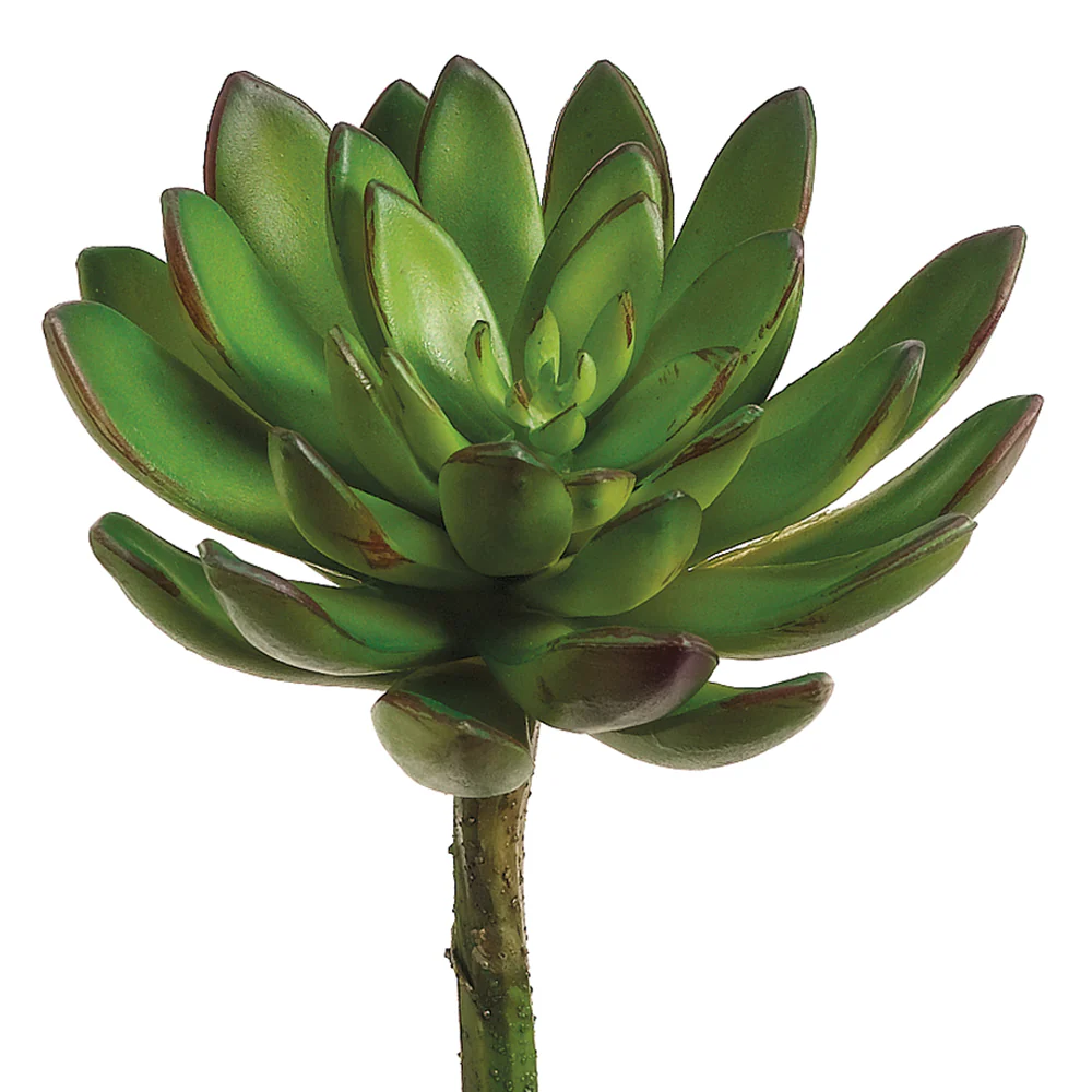 9"Hx4.5"W Echeveria Artificial Stem Pick -Green/Burgundy (Pack of 12)