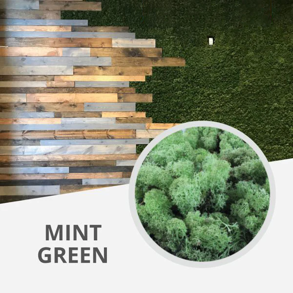 Preserved Reindeer Moss Planter Top Dressing 10lb Box - Image 10