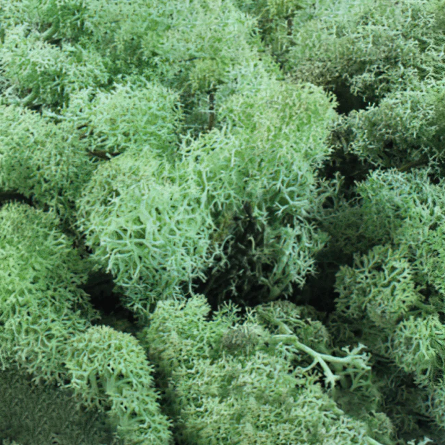 Preserved Reindeer Moss Planter Top Dressing 10lb Box - Image 6