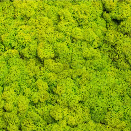 Preserved Reindeer Moss Planter Top Dressing 10lb Box - Image 8